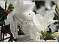 Delaware Valley White Azalea