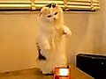 Kitty plays with a theremin!