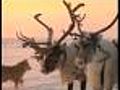 Russia’s reindeers beat recession