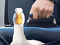 Replacing The Aflac Duck