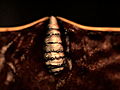 Monsters Inside Me: Botflies