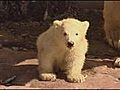 Polar bear twins at Nuremberg zoo