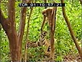 Tigre fâché vs singe baveux!