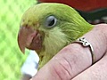 Parrots rescued from hoarder recovering in Orlando