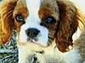 US - Puppy Stolen,  Stuffed In Bag