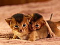 Too Cute! Kittens: Being Tiny is Tough