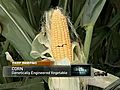 Ear Of Genetically Modified Corn Begs For Death