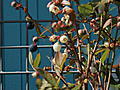 A Tip on Growing Blueberries