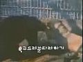 非洲狮与黑熊的打斗 -动物与动物的较量，这就是自然世界