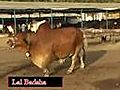 Shah Cattle Red King