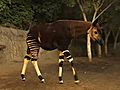 Okapis and Hippos