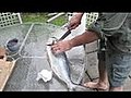 Tony Maws Butchers a Bluefish (Part 1)