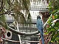 El guacamayo de Spix,  extinto en Brasil, se reproduce con éxito en Islas Canarias