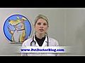 Canine Pancreatitis - Pancreatitis in Dogs