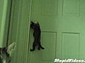 Kitten Opens The Door