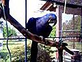 Hyazinthara - Papageien
