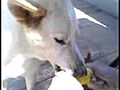 DOG EATING CORN ON COB