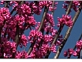 Choosing a Redbud Tree for Your Yard