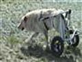 Wheelchair for dog