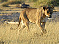 Little Big Cat: Kali The Lion Gets Wet