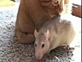 Cohabitation chat-rat