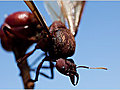 Brazilian Tradition of Eating Ants