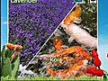 Garden Travels Lavender/Koi