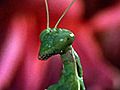 Praying Mantis