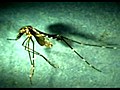 Ecologists hunt aggressive mosquito in western US