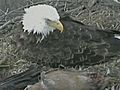 Eagle Cam Showcases Big Comeback