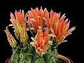 Time-lapse Of Red Cactus Buds Blooming 7 Isolated On Black Stock Footage