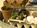 Start Spring Seeds in Easy Pots