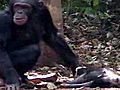 Animals: Chimps Face Death Like Humans Do
