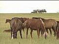 Biodiversity of the Mongolian Eastern Steppes