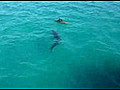 Gros requin vs Kayak