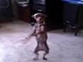 Salsa Dancing Chihuahua on Two Feet