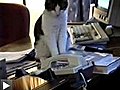 Un chat décroche le téléphone