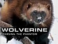 Nature: Wolverine: Chasing the Phantom