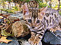 Too Cute! Kittens: Bengal Explorers