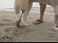 LI Dog Among 1st With Permanent Prosthetic Leg
