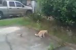 Bird Bullies Cat EPIC FAIL!!!