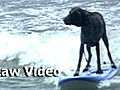 Surfing Dogs Hang 20