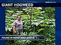 Factfinder: Hogweed