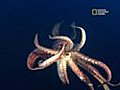 Search for the Humboldt Squid