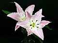 Time-lapse Of Opening Pink Lilies 4 Stock Footage