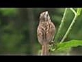 Song Sparrow 1