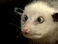 Opossum becomes new media star