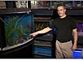 Understanding Fish Compatibility for Your Aquarium