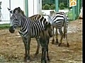 Zany zebroid born in Cuba zoo