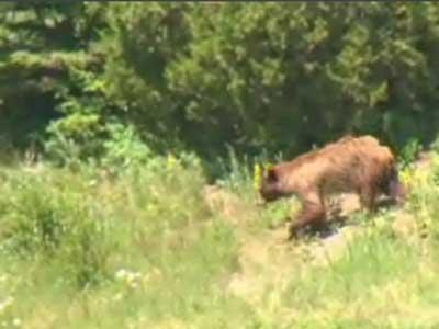 Yellowstone Nat’l Park Bear Encounters